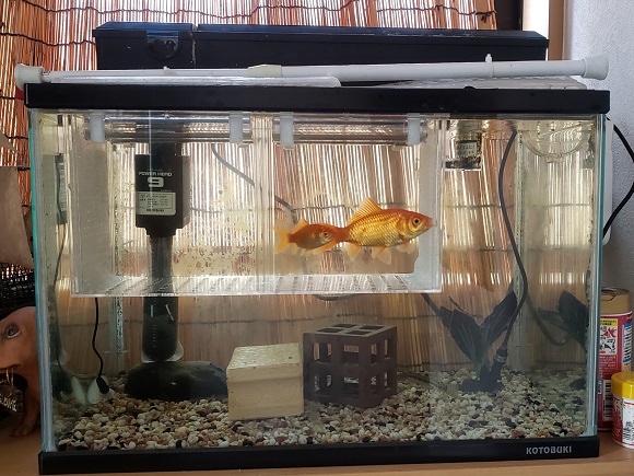 水槽内の大きい隔離ケース ビックフィッシュハウス メダカが金魚に食べられないように分ける